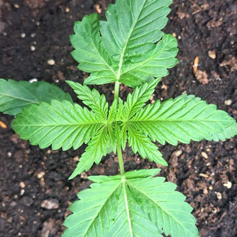 Masterin Kush growlog timeline photo