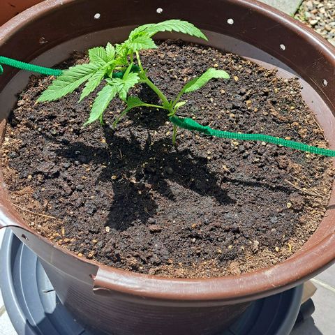 Masterin Kush growlog timeline photo