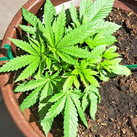 Masterin Kush growlog timeline photo