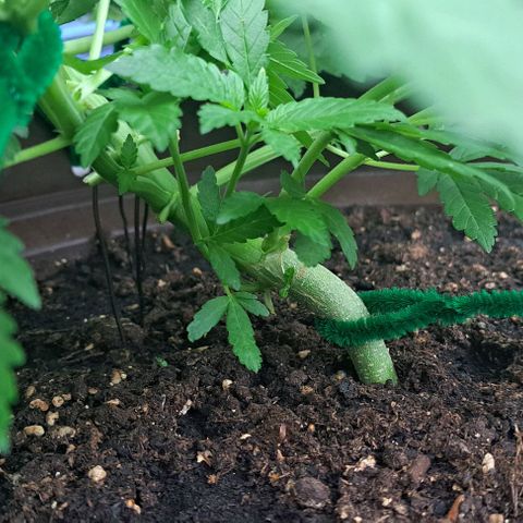 Masterin Kush growlog timeline photo