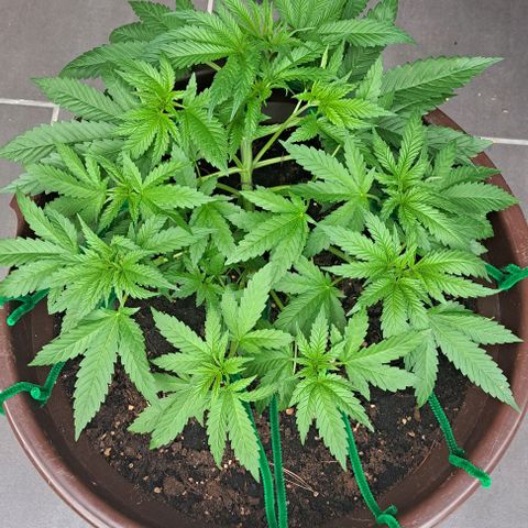 Masterin Kush growlog timeline photo