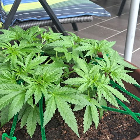 Masterin Kush growlog timeline photo