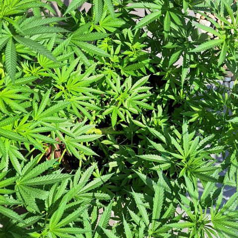 Masterin Kush growlog timeline photo