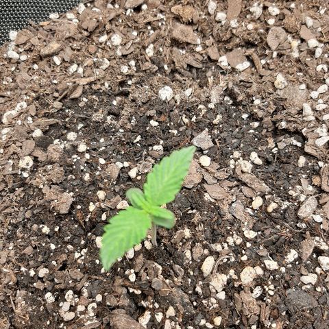 Pineapple Express Auto  growlog photo: Left pineapple 