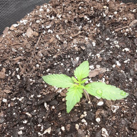 Pineapple Express Auto  growlog photo: Left pineapple 