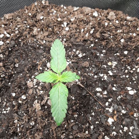Pineapple Express Auto  growlog photo: Right pineapple 