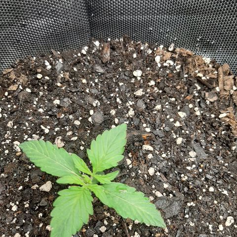 Pineapple Express Auto  growlog photo: Left pineapple 