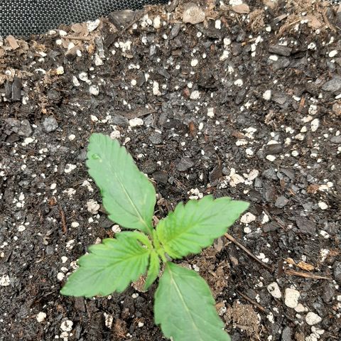 Pineapple Express Auto  growlog photo: Right 