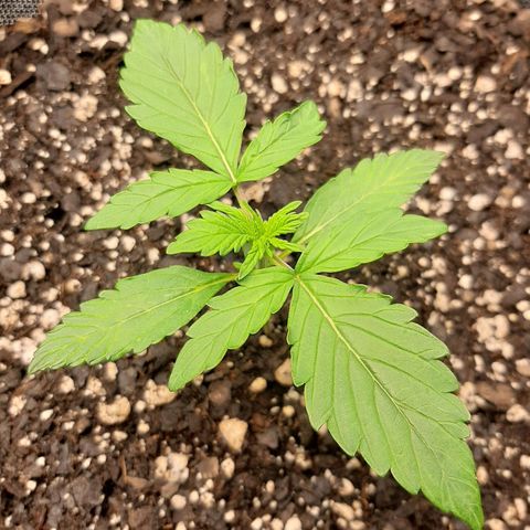 Pineapple Express Auto  growlog timeline photo