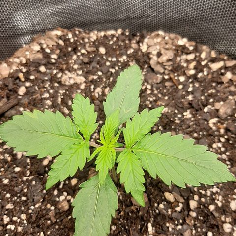 Pineapple Express Auto  growlog timeline photo
