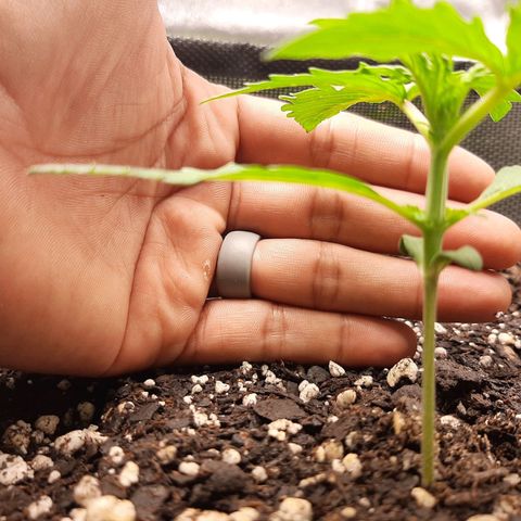 Pineapple Express Auto  growlog photo: Pic to show height 