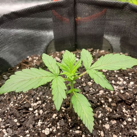 Pineapple Express Auto  growlog photo: #1