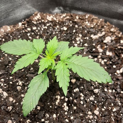 Pineapple Express Auto  growlog photo: #2