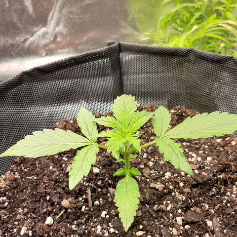 Pineapple Express Auto  growlog photo: #1
