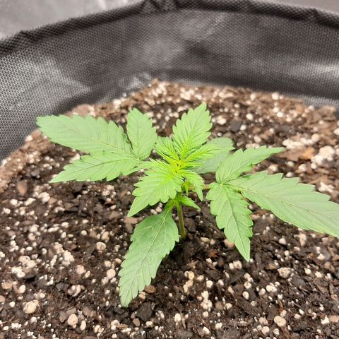 Pineapple Express Auto  growlog photo: #2
