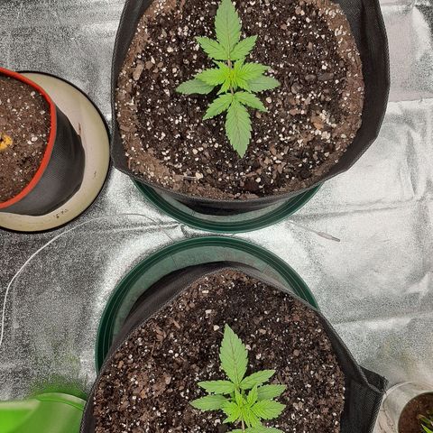 Pineapple Express Auto  growlog timeline photo