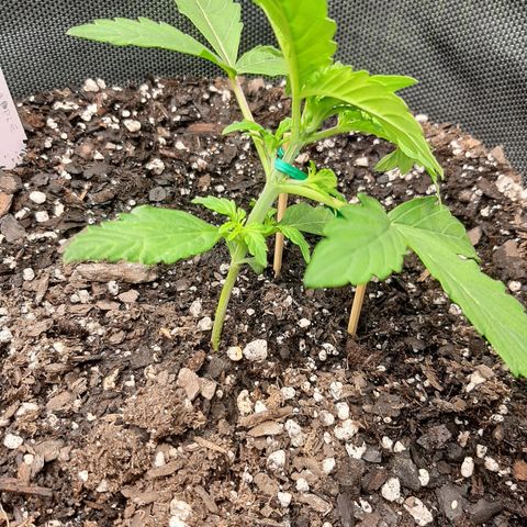 Pineapple Express Auto  growlog photo: LST started on both need wire to anchor plants regularly 