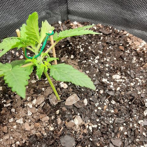 Pineapple Express Auto  growlog photo: LST started on both need wire to anchor plants regularly 