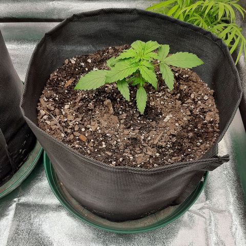 Pineapple Express Auto  growlog photo: #1