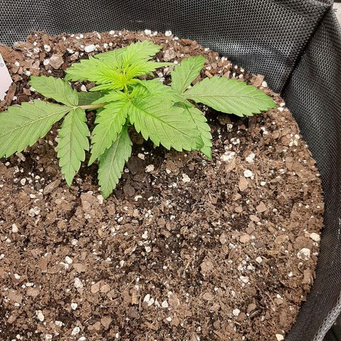 Pineapple Express Auto  growlog photo: #2
