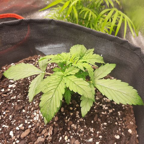 Pineapple Express Auto  growlog timeline photo