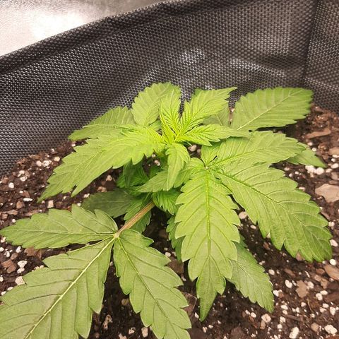 Pineapple Express Auto  growlog timeline photo