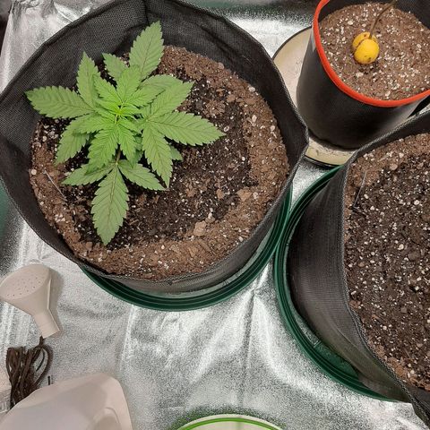 Pineapple Express Auto  growlog photo: #2