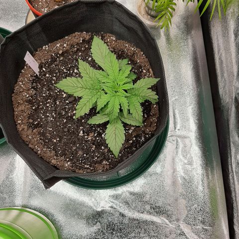 Pineapple Express Auto  growlog photo: #1