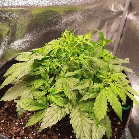Pineapple Express Auto  growlog timeline photo