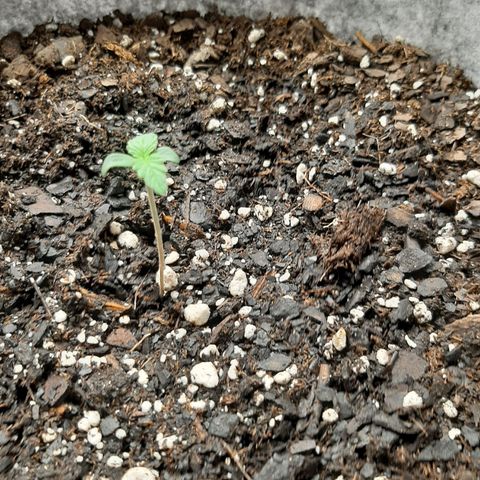 Pineapple Express Auto  growlog timeline photo