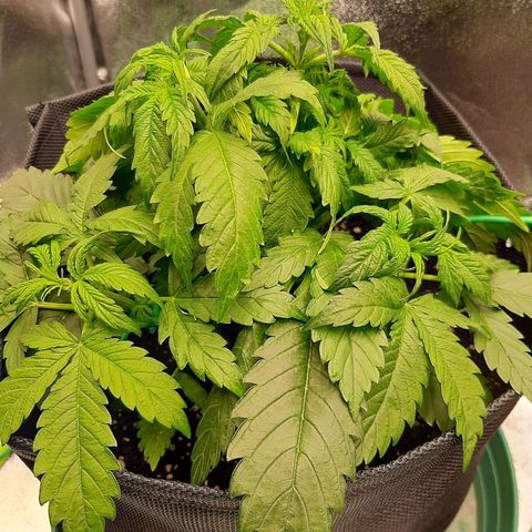 Pineapple Express Auto  growlog timeline photo