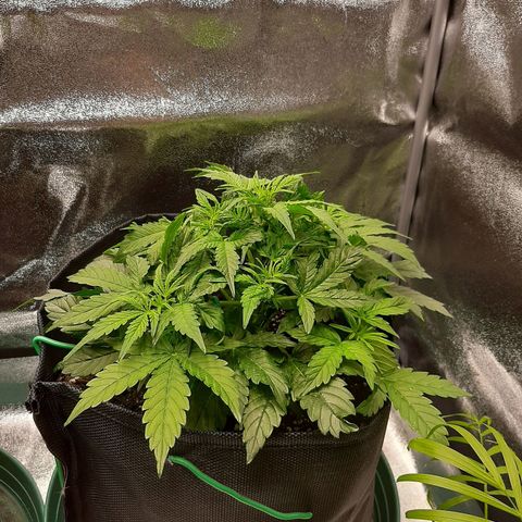 Pineapple Express Auto  growlog timeline photo