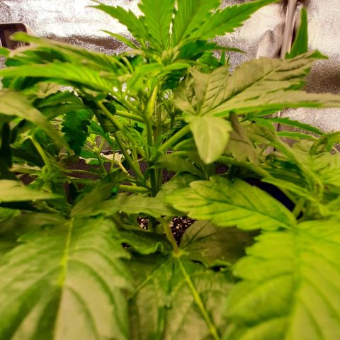 Pineapple Express Auto  growlog timeline photo