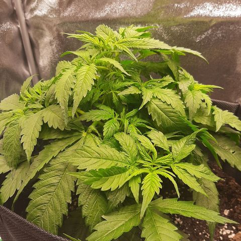 Pineapple Express Auto  growlog timeline photo