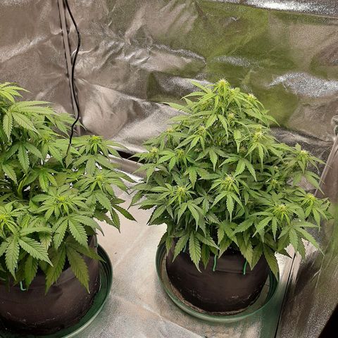 Pineapple Express Auto  growlog timeline photo