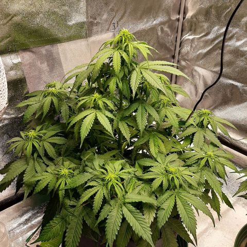 Pineapple Express Auto  growlog timeline photo