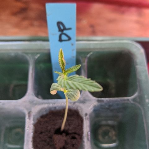 Durban Poison growlog timeline photo