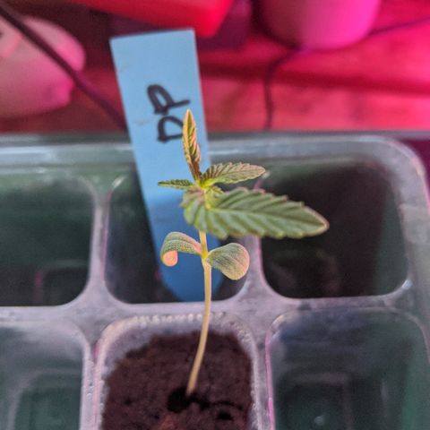 Durban Poison growlog timeline photo