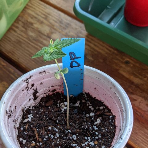 Durban Poison growlog photo: Planted into soil.  Light watering.