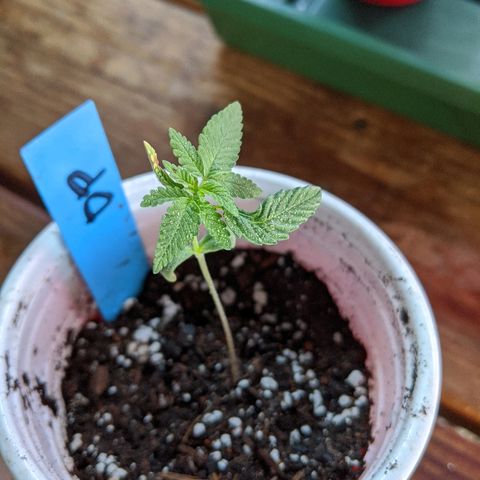 Durban Poison growlog photo: Planted into soil.  Light watering.