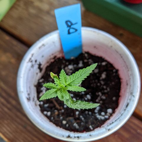 Durban Poison growlog photo: Planted into soil.  Light watering.