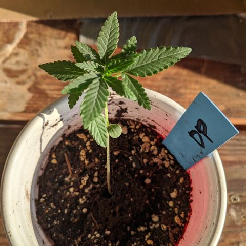Durban Poison growlog timeline photo