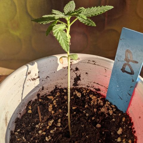 Durban Poison growlog timeline photo