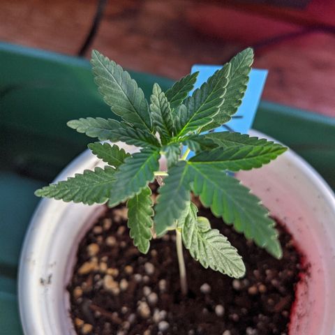 Durban Poison growlog timeline photo