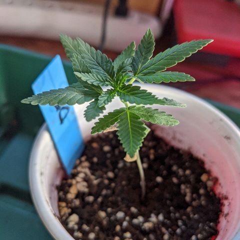 Durban Poison growlog timeline photo