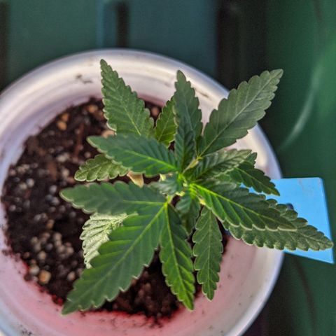 Durban Poison growlog timeline photo