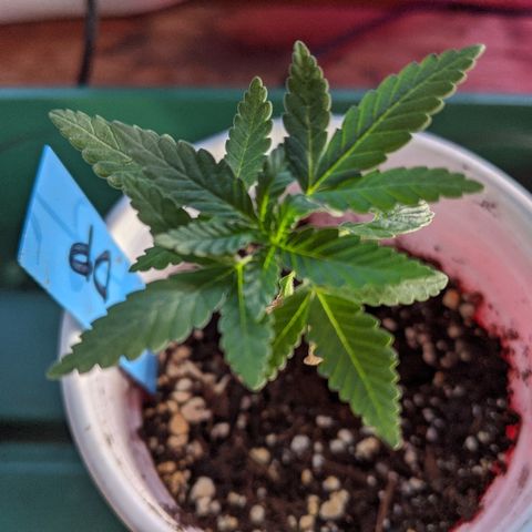 Durban Poison growlog timeline photo
