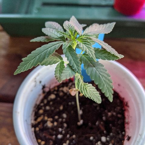 Durban Poison growlog photo: First time watering without a spray bottle.