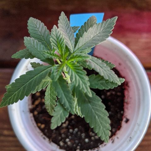 Durban Poison growlog photo: First time watering without a spray bottle.