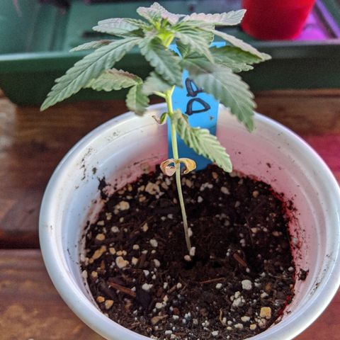 Durban Poison growlog photo: First time watering without a spray bottle.